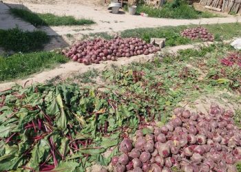 Мақтаарал диқандары қант қызылшасын шетелге экспорттауда