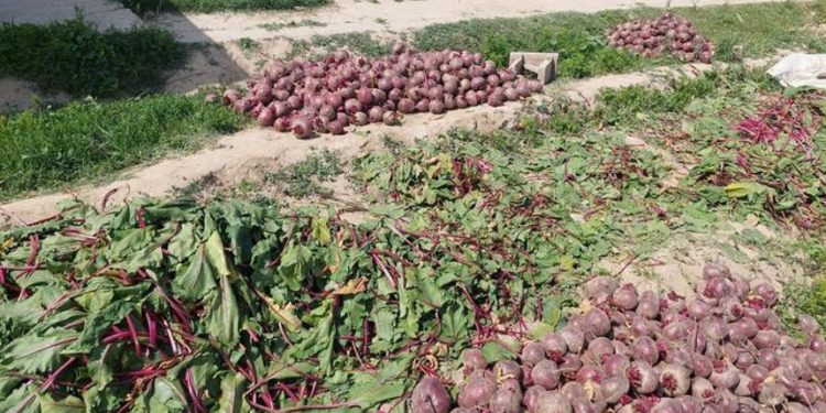 Мақтаарал диқандары қант қызылшасын шетелге экспорттауда