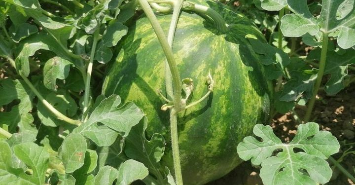 Жетісай диқандары 25 тонна қарбызды экспорттауға дайын