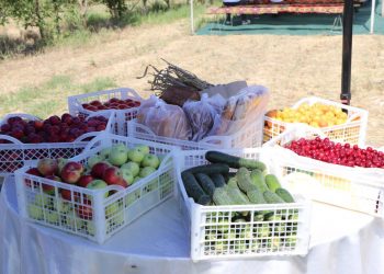 Кентауда ауыл шаруашылығы саласын дамыту бойынша семинар өткізілді