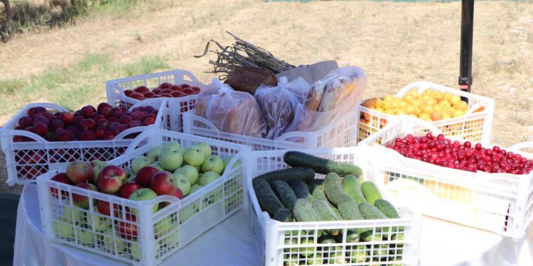 Кентауда ауыл шаруашылығы саласын дамыту бойынша семинар өткізілді