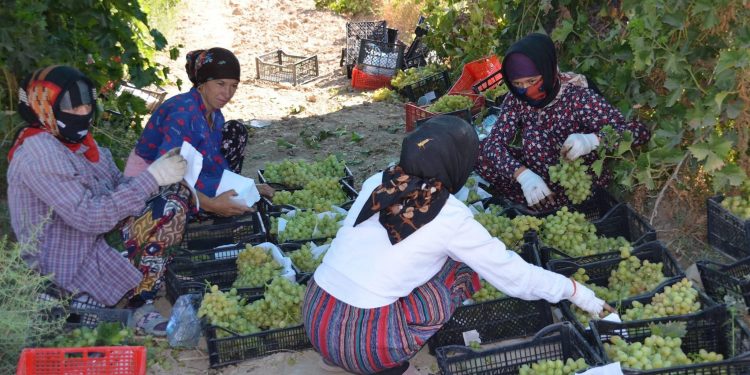 Жетісай жүзімдері республикада жоғары сұранысқа ие