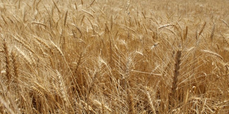 Сайрамдағы агроқұрылымдар күзгі жиын-терім кезінде мол өнімге қол жеткізбек