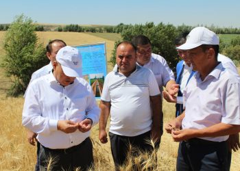 Сайрамда күздік бидайдан алынатын өнім көлемі екі есеге артуы мүмкін