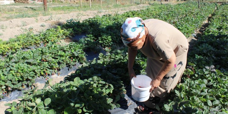 Сайрамның құлпынайына сұраныс көп