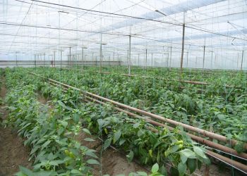 Ордабасы ауданында үйіргелік жер үлесі артады