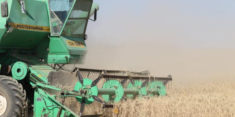 Төлеби ауданында астық ору науқаны басталды