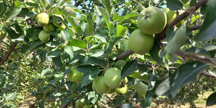 Сайрамның алмалары ел аумағына экспортталып жатыр