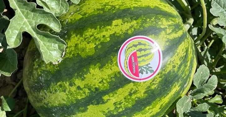 Жетісайдағы алғашқы қарбыз алматыға жіберілді