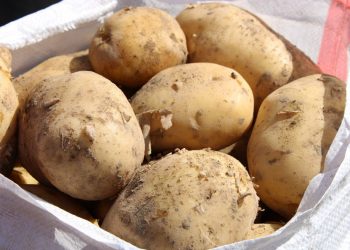 Сайрамдық диқандар екінші егін маусымына кіріспек