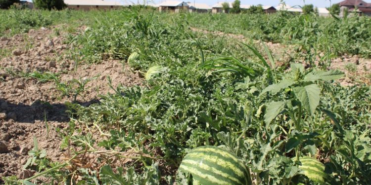 Сайрамдық шаруалар тамшылатып суғару әдісімен 700 гектар жерді игерді