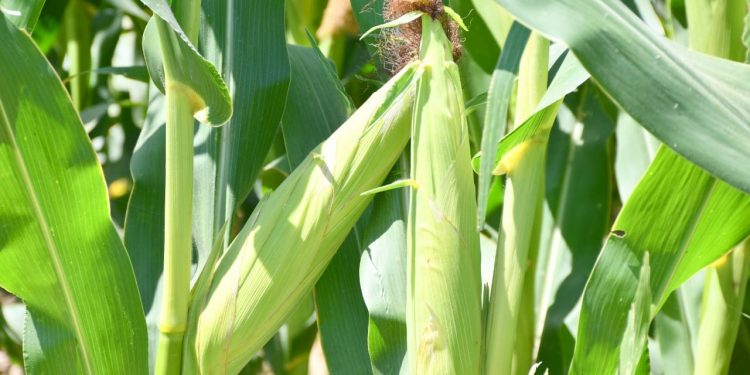 Ордабасы ауданында дәнді дақыл мен мал азығы межеге сай жиналуда