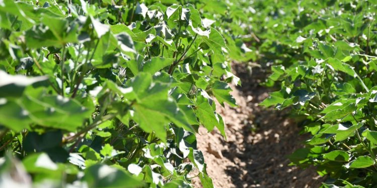 Ордабасылықтар мақта алқаптарынан мол табыс алмақ