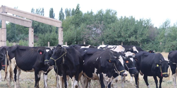 Төлеби ауданында сүтті бағыттағы ірі қара өсіру қолға алынды