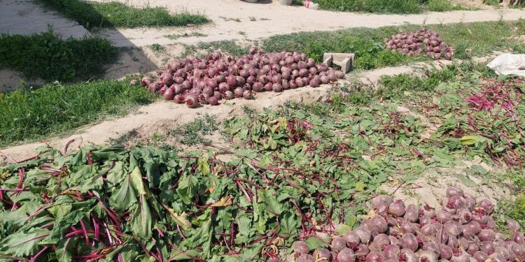 Түркістан облысының диқандары шетелге қант қызылшасын экспорттап жатыр