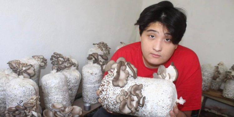 Ордабасы ауданында кәсіп бастаушылар көбейді