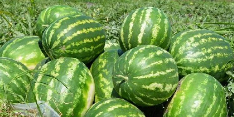 Созақтың қарбыздары Ресейге экспортқа жіберілді