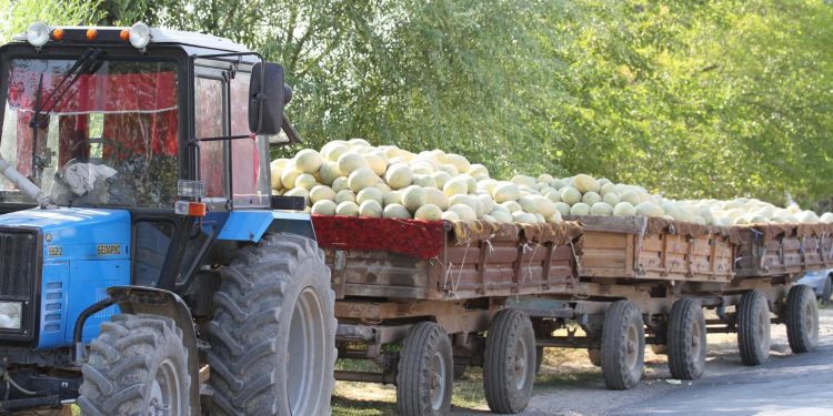 Мақтааралдың қарбыздары Прибалтика елдеріне экспортталуда