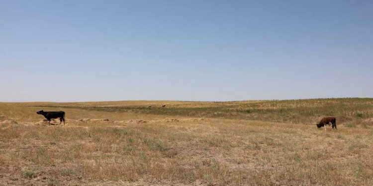 Сарыағашта меморандум арқылы 55 мың гектарға жуық жер жайылымға беріледі