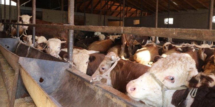 Түлкібаста мал бордақылау кәсібіне қызығушылар көбейіп келеді