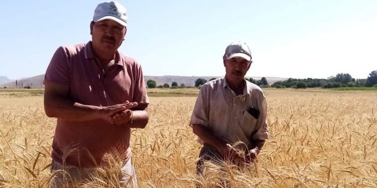 Түлкібаста астыққа орақ түсті