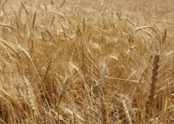 Агроқұрылымдар күзгі жиын-терім кезінде мол өнімге қол жеткізбек