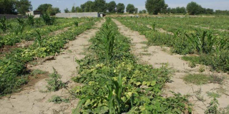 Береке бейнетпен келеді