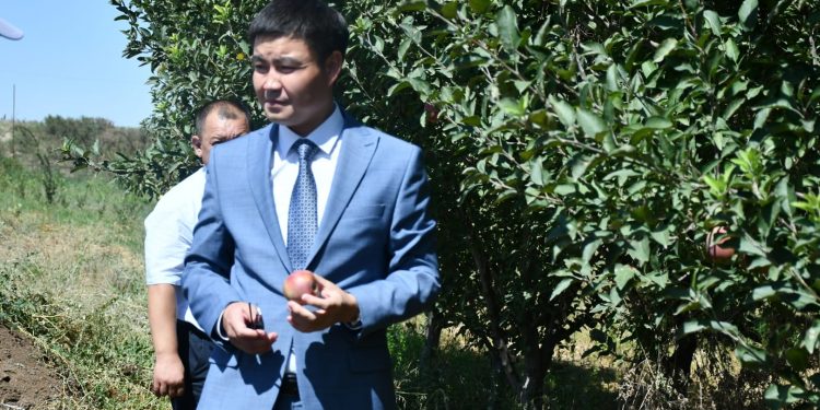 Ордабасы ауданында анар өседі