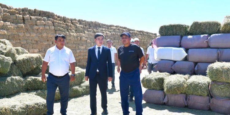 Қысқы мал азығын дайындау жұмыстары қадағаланды