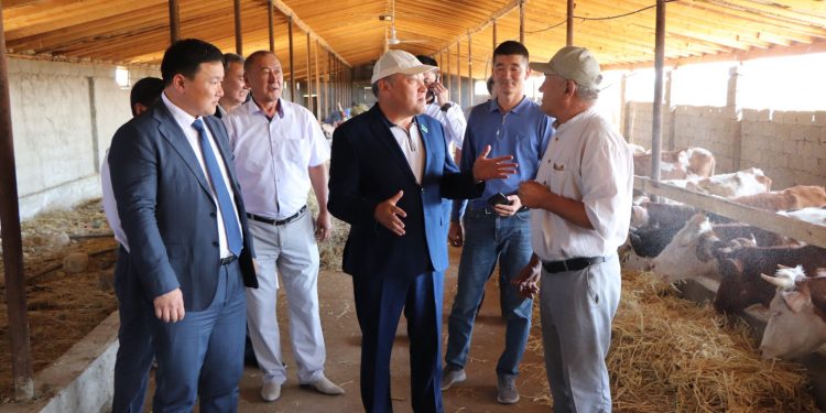 Кентаулық шаруа асылтұқымды симменталь сиырын өсіруде