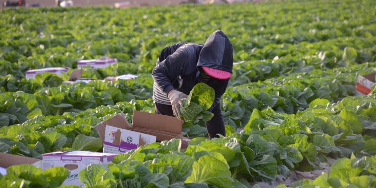 Сайрамдық шаруа бір жерден екі өнім алып отыр