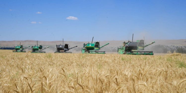 Қазығұртта астық түсімі молайды