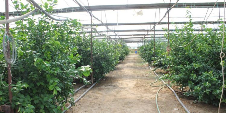 Биыл Сайрам ауданында 10 тоннадан астам цитрусты жеміс өндірілмек