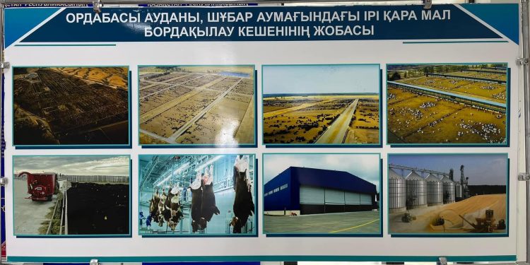 Ордабасы ауданында 40 мың басқа арналған мал бордақылау кешені ашылады