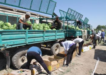 Мақтааралда бақшадан 250 мың тоннаға жуық қауын-қарбыз өндірілді