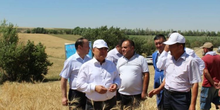 Сайрамда күздік бидайдан алынатын өнім көлемі екі есеге артуы мүмкін