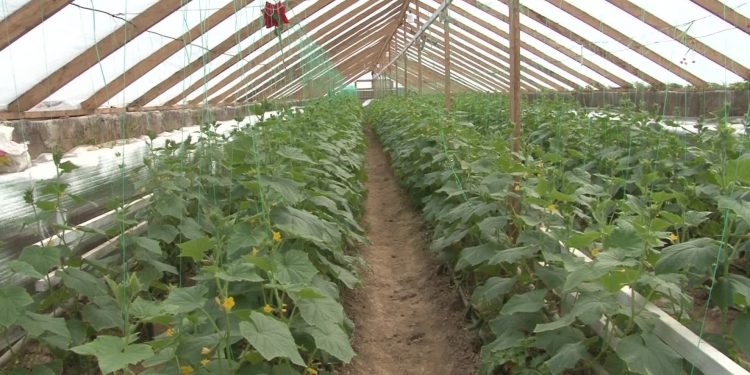 Түркістандық шаруа әр гектардан  200 тонна өнім алуда