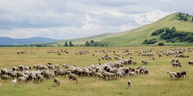Түркістан облысында жайылымдық жер мәселесі шешіле бастады