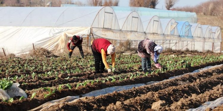 Түркістан облысында бір алқаптан үш өнім алуда