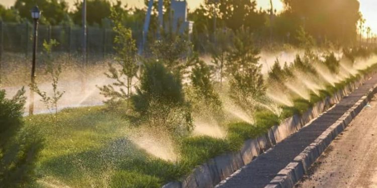 Түркістан тұқымбақтарындағы көшеттер саны 50 млн-ға жеткізіледі