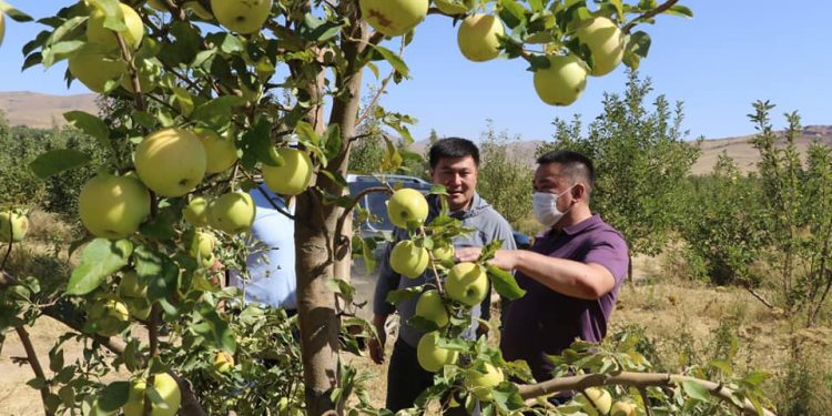 Түркістанның алмамен аты шығатын күн алыс емес