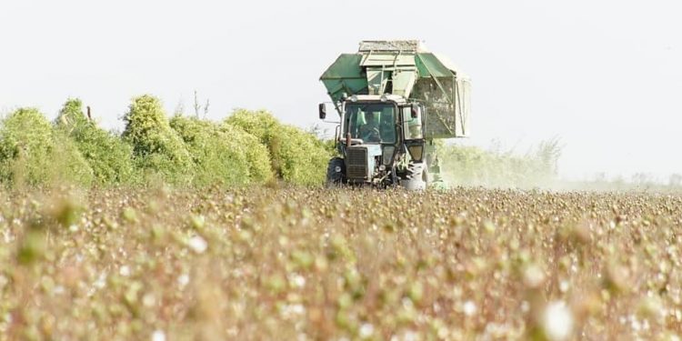 Түркістан облысында мақта терімі басталды