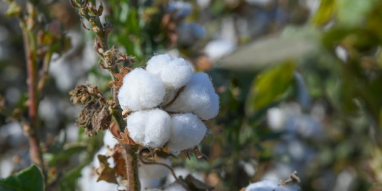 Түркістан облысында мақтаның 1 тоннасы — 374 мың теңге