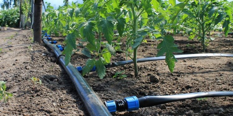 Түркістан облысында тамшылатып суару технологиясымен әр отбасы 1 млн. теңгеден астам қосымша табыс табуда