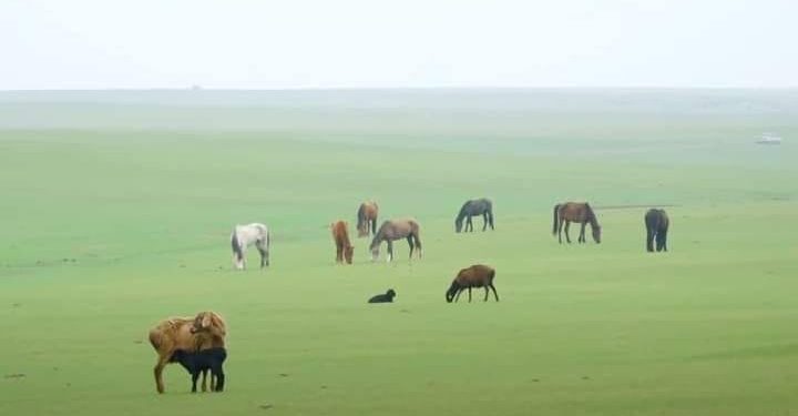 Келес ауданында 81 600 гектар жер ортақ жайылымға берілді