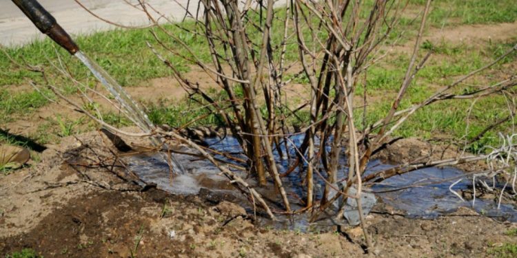 Мақтааралда көктемде 8 мыңға жуық көшет егіледі