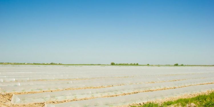 Жетісайлық шаруалар наурыз айында қауын екпек