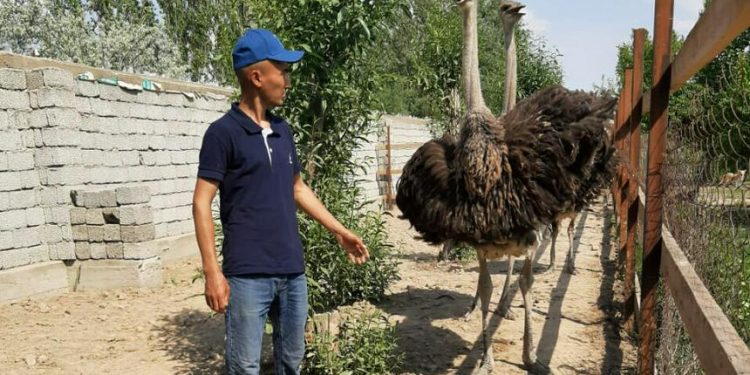 Түйеқұстың бір жұмыртқасымен 10-12 адамды тойдыруға болады — түркістандық зейнеткер