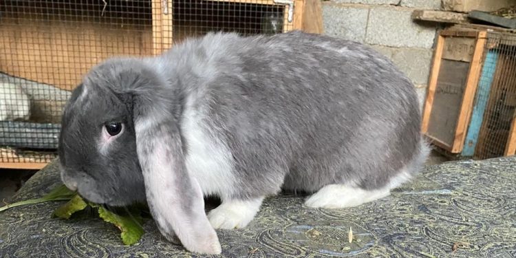 Түркістан облысында қоян өсіруді кәсіп еткен ақ жаулықты ана тұрады