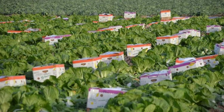 Ерте пісетін дақылдардан мол өнім алу жоспарлануда